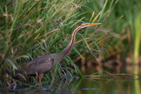Purpurreiher in Sachsen - Ardea purpurea, Reiher, Schreitvoegel, Voegel, Vogel, Durchzug, Seltener Gast, Tagreiher, Ardea, Aves, Ardeidae, Ciconiiformes, Sachsen, Grimma, Muldental
