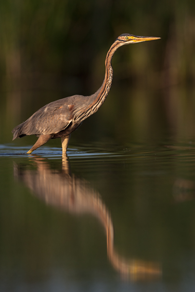 Purpurreiher in Sachsen - Ardea purpurea, Reiher, Schreitvoegel, Voegel, Vogel, Durchzug, Seltener Gast, Tagreiher, Ardea, Aves, Ardeidae, Ciconiiformes, Sachsen, Grimma, Muldental
