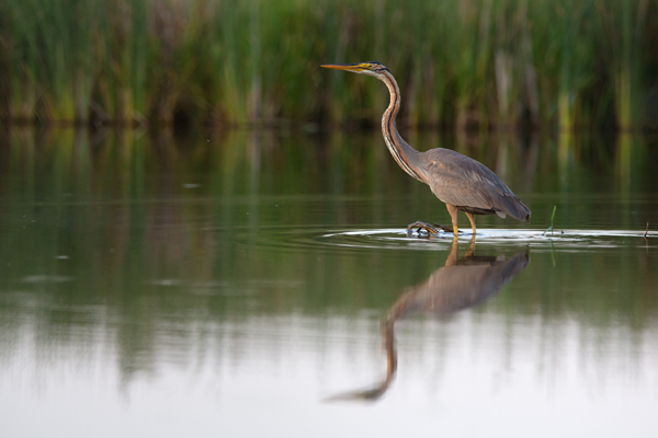 Purpurreiher in Sachsen - Ardea purpurea, Reiher, Schreitvoegel, Voegel, Vogel, Durchzug, Seltener Gast, Tagreiher, Ardea, Aves, Ardeidae, Ciconiiformes, Sachsen, Grimma, Muldental
