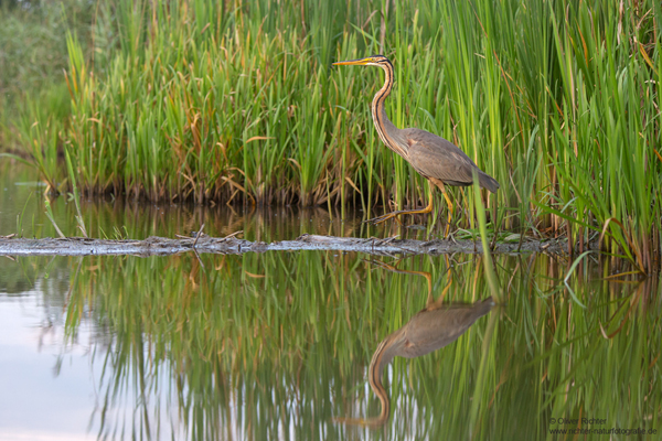 Purpurreiher in Sachsen - Ardea purpurea, Reiher, Schreitvoegel, Voegel, Vogel, Durchzug, Seltener Gast, Tagreiher, Ardea, Aves, Ardeidae, Ciconiiformes, Sachsen, Grimma, Muldental
