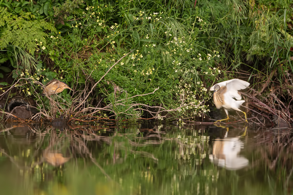 Zwergdommel - Ixobrychus minutus (li.) und Rallenreiher - Ardeola ralloides, Tagreiher, Little bittern, Reiher, Ardeola, Schreitvoegel, Vogel, Voegel, Lesvos, Lesbos