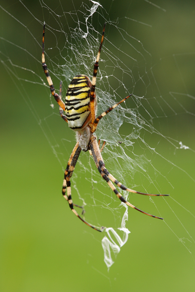 Wespenspinne - Argiope bruennichi
