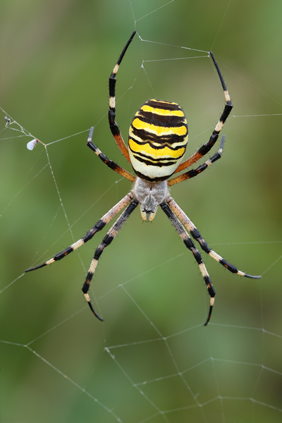 Wespenspinne - Argiope bruennichi - Weibchen