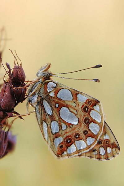Kleiner Perlmutterfalter - Argynnis lathonia