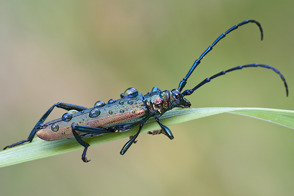 Moschusbock - Aromia moschata 