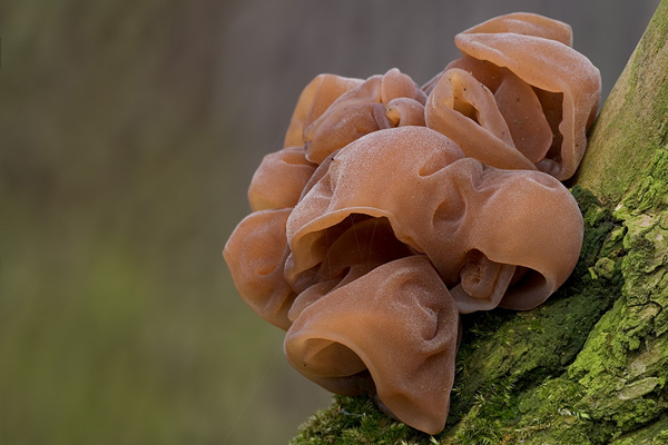Judasohr - Auricularia auricula judae