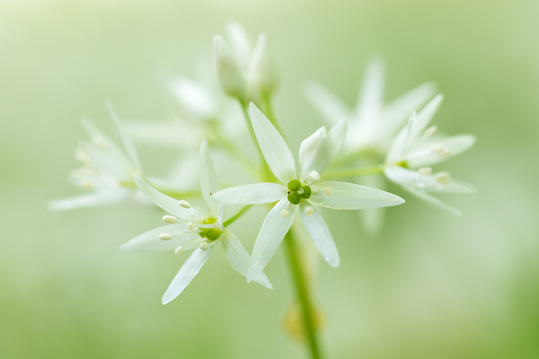 Baerlauch, Allium ursinum, 