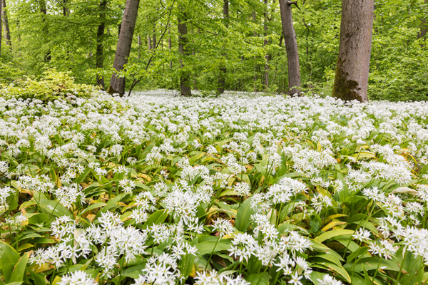 Baerlauch, Allium ursinum, 