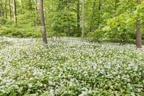 Baerlauch, Allium ursinum, 