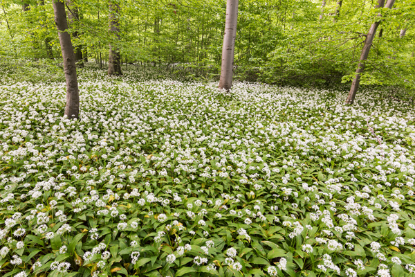Baerlauch, Allium ursinum, 