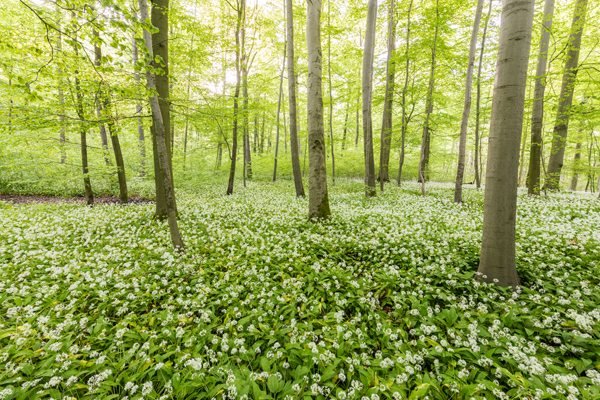Baerlauch, Allium ursinum, 