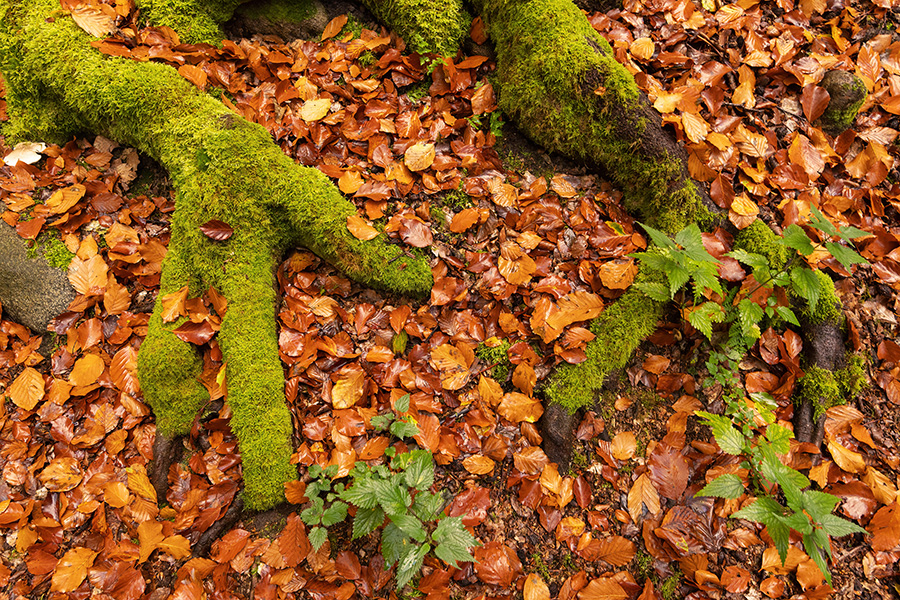 Wurzeln der Rotbuche im Herbst