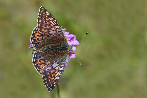 AehnlicherPerlmuttfalter - Boloria napaea 