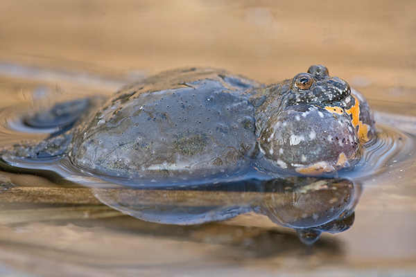 Rotbauchunke - Bombina bombina Muldental Sachsen