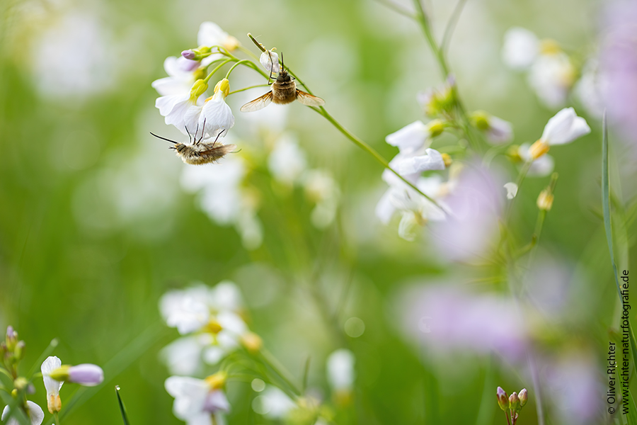 Wollschweber - Bombylius major