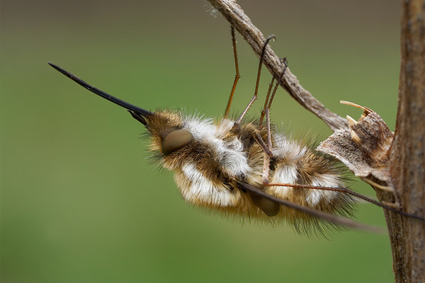Großer Wollschweber - Bombylius major