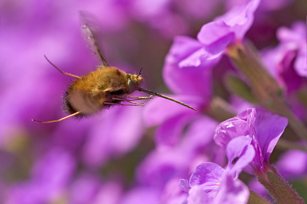 Großer Wollschweber - Bombylius major