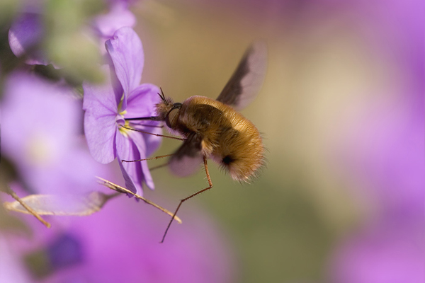 Großer Wollschweber - Bombylius major