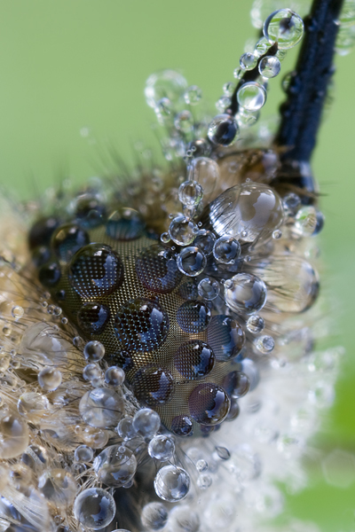 Großer Wollschweber - Bombylius major 