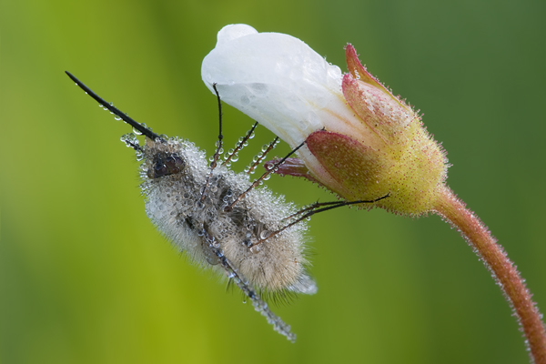 Großer Wollschweber auf Weißer Lichtnelke - Bombylius major