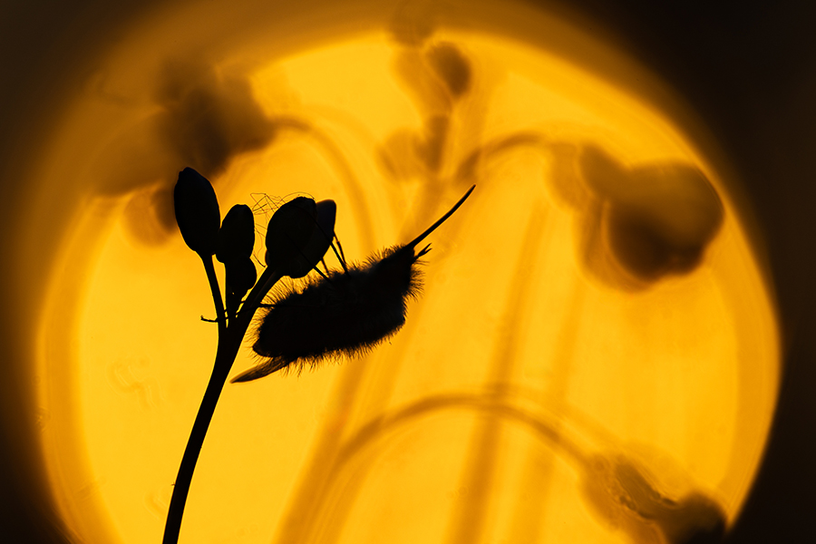 Großer Wollschweber - Bombylius major