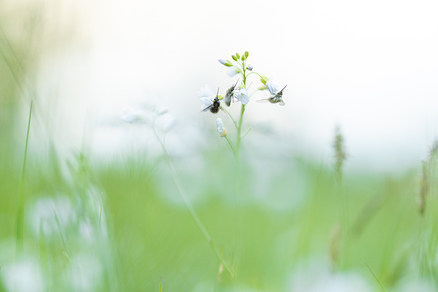 Großer Wollschweber - Bombylius major