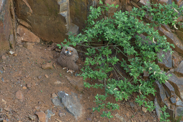 Uhu - Bubo bubo, Eule, Eulen, Sachsen, Brut, Jungeulen, Aestling, Aestlinge, Strigidae, Strigiformes, Federohren