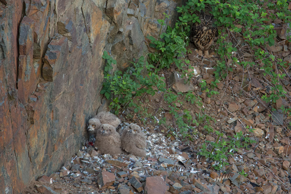 Uhu - Bubo bubo, Eule, Eulen, Sachsen, Brut, Jungeulen, Aestling, Aestlinge, Strigidae, Strigiformes, Federohren