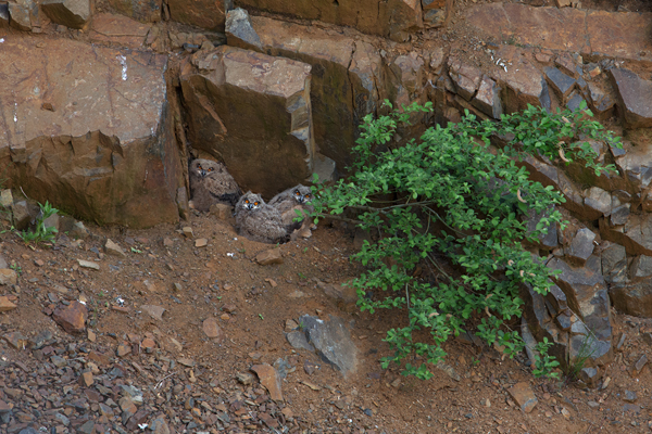 Uhu - Bubo bubo, Eule, Eulen, Sachsen, Brut, Jungeulen, Aestling, Aestlinge, Strigidae, Strigiformes, Federohren