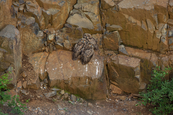 Uhu - Bubo bubo, Eule, Eulen, Sachsen, Brut, Jungeulen, Aestling, Aestlinge, Strigidae, Strigiformes, Federohren