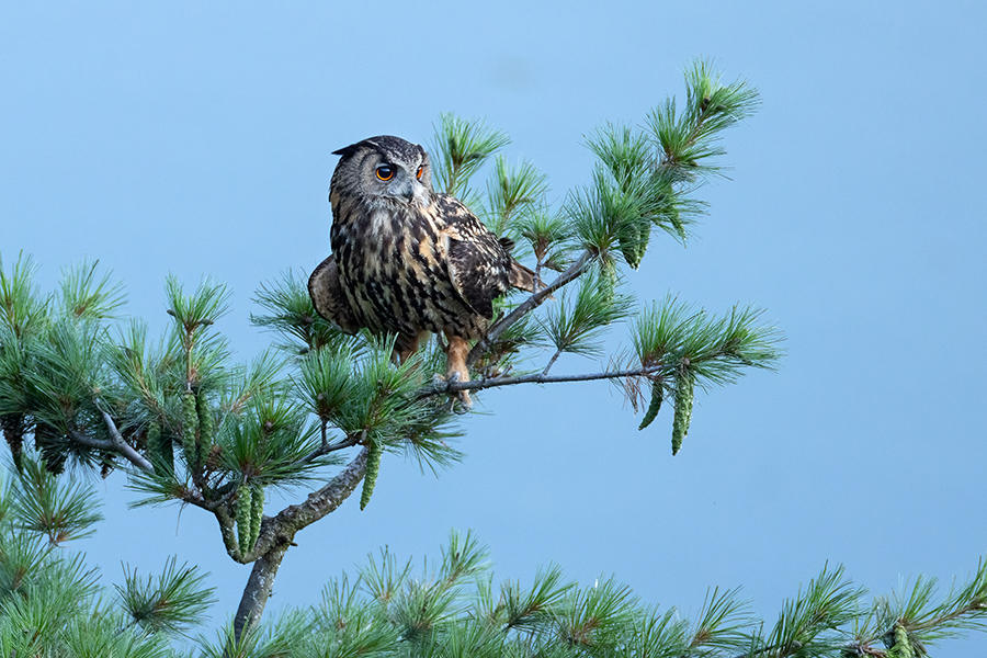 Uhu - Bubu bubo, Eulen, Eule, Sachsen, Grimma, Muldental, www.richter-naturfotografie.de, Strigiformes, Federohren,  Aestling, Aestlinge, Brut