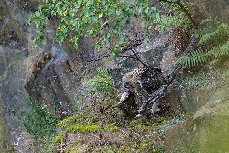 Uhu - Bubu bubo, Eulen, Eule, Sachsen, Grimma, Muldental, www.richter-naturfotografie.de, Strigiformes, Federohren,  Aestling, Aestlinge, Brut