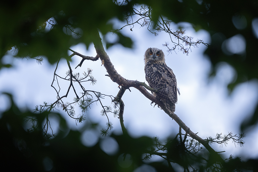 Uhu - Bubu bubo, Eulen, Eule, Sachsen, Grimma, Muldental, www.richter-naturfotografie.de, Strigiformes, Federohren,  Aestling, Aestlinge, Brut