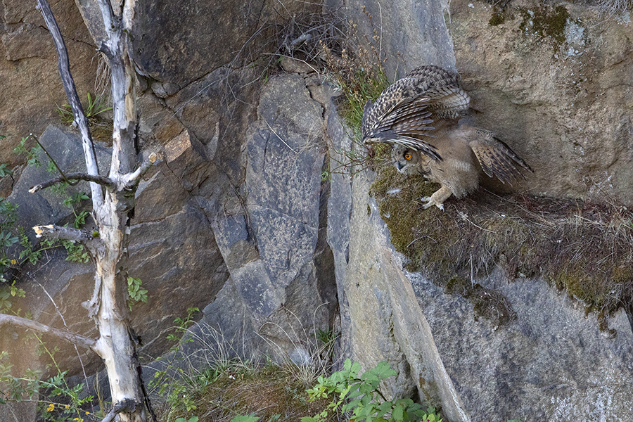 Uhu - Bubu bubo, Eulen, Eule, Sachsen, Grimma, Muldental, www.richter-naturfotografie.de, Strigiformes, Federohren,  Aestling, Aestlinge, Brut