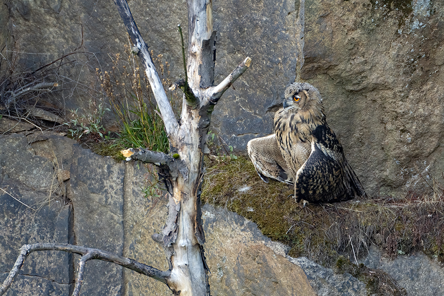 Uhu - Bubu bubo, Eulen, Eule, Sachsen, Grimma, Muldental, www.richter-naturfotografie.de, Strigiformes, Federohren,  Aestling, Aestlinge, Brut