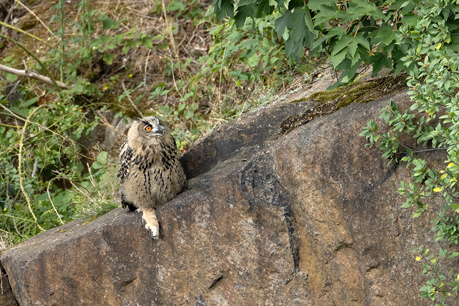 Uhu - Bubu bubo, Eulen, Eule, Sachsen, Grimma, Muldental, www.richter-naturfotografie.de, Strigiformes, Federohren,  Aestling, Aestlinge, Brut