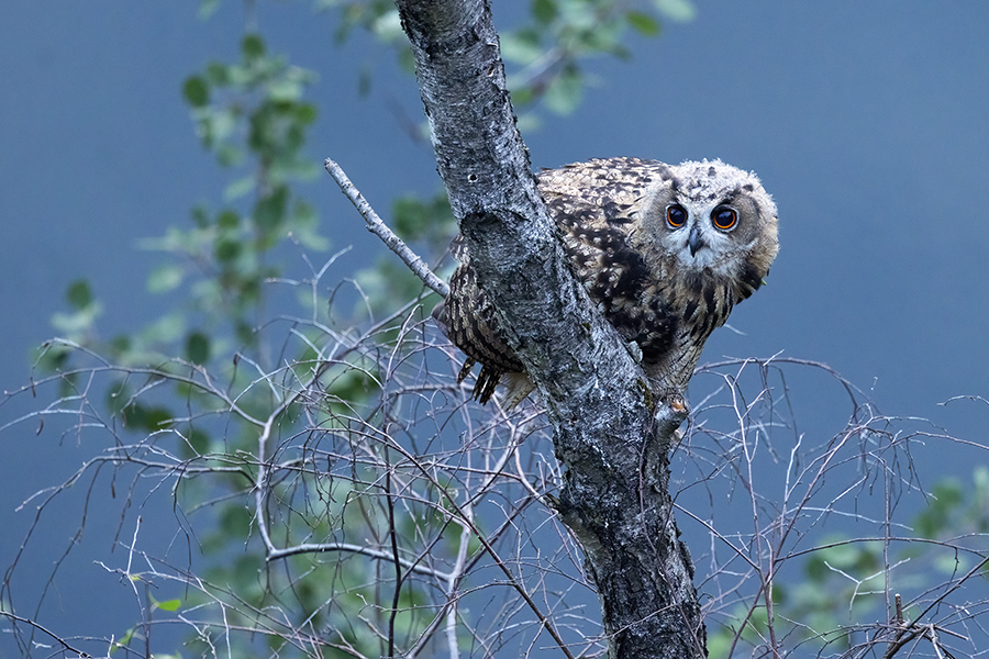 Uhu - Bubu bubo, Eulen, Eule, Sachsen, Grimma, Muldental, www.richter-naturfotografie.de, Strigiformes, Federohren,  Aestling, Aestlinge, Brut