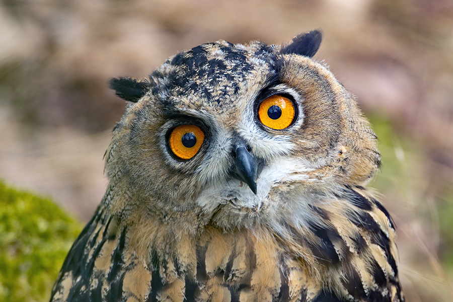 Uhu - Bubu bubo, Eulen, Eule, Sachsen, Grimma, Muldental, www.richter-naturfotografie.de, Strigiformes, Federohren,  Aestling, Aestlinge, Brut