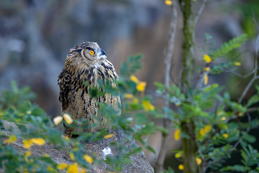 Uhu - Bubu bubo, Eulen, Eule, Sachsen, Grimma, Muldental, www.richter-naturfotografie.de, Strigiformes, Federohren,  Aestling, Aestlinge, Brut