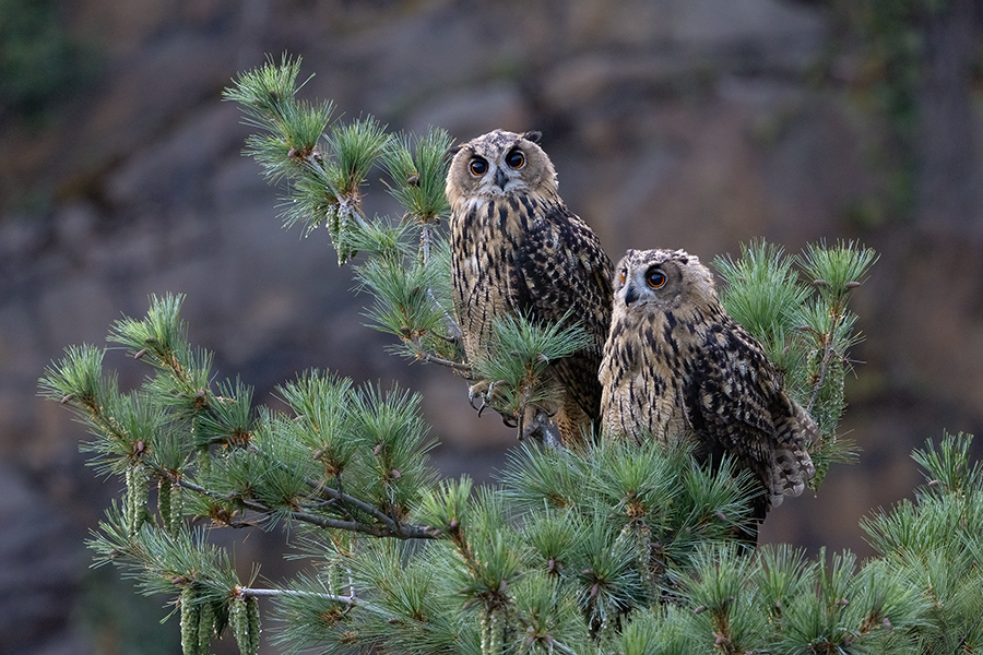 Uhu - Bubu bubo, Eulen, Eule, Sachsen, Grimma, Muldental, www.richter-naturfotografie.de, Strigiformes, Federohren,  Aestling, Aestlinge, Brut