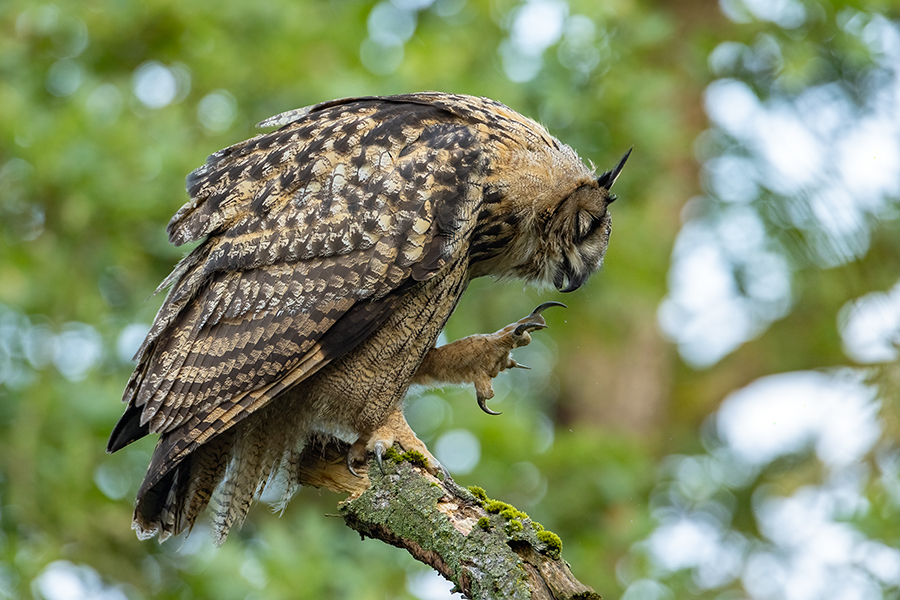 Uhu - Bubu bubo, Eulen, Eule, Sachsen, Grimma, Muldental, www.richter-naturfotografie.de, Strigiformes, Federohren,  Aestling, Aestlinge, Brut