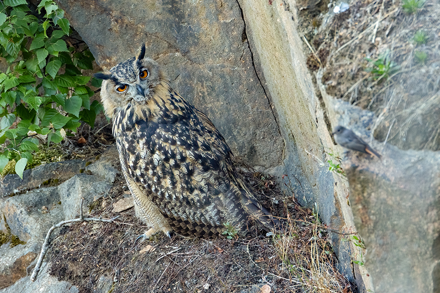 Uhu - Bubu bubo, Eulen, Eule, Sachsen, Grimma, Muldental, www.richter-naturfotografie.de, Strigiformes, Federohren,  Aestling, Aestlinge, Brut