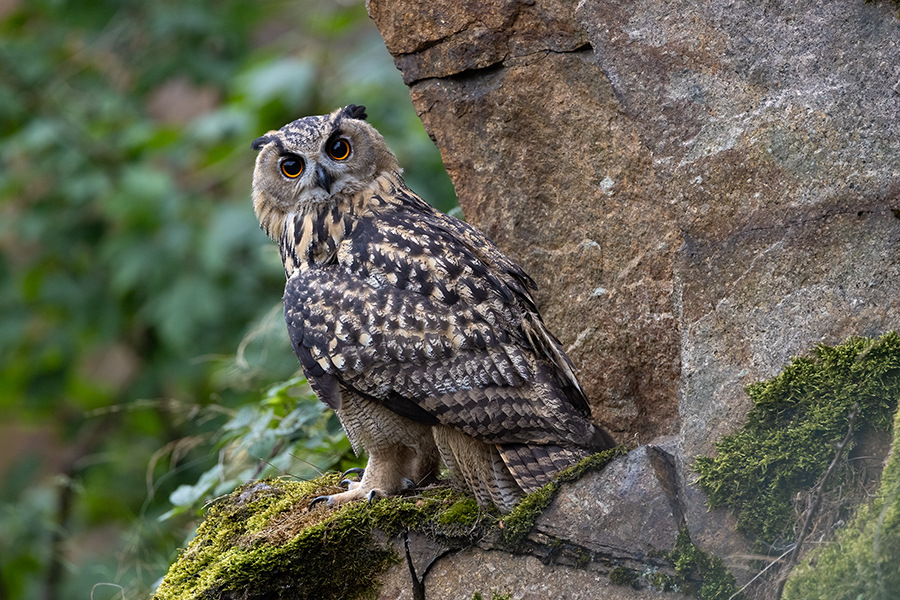 Uhu - Bubu bubo, Eulen, Eule, Sachsen, Grimma, Muldental, www.richter-naturfotografie.de, Strigiformes, Federohren,  Aestling, Aestlinge, Brut

