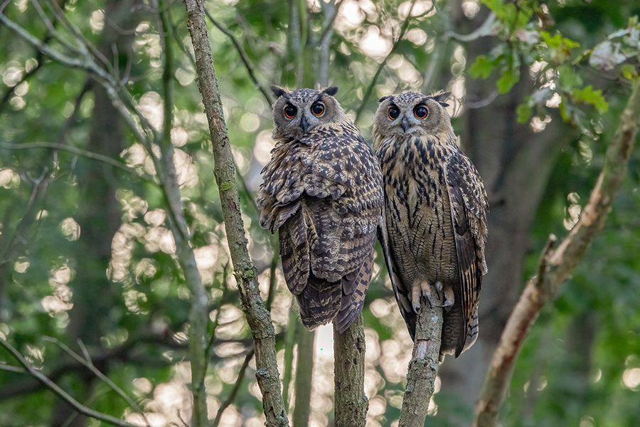 Uhu - Bubu bubo, Eulen, Eule, Sachsen, Grimma, Muldental, www.richter-naturfotografie.de, Strigiformes, Federohren,  Aestling, Aestlinge, Brut