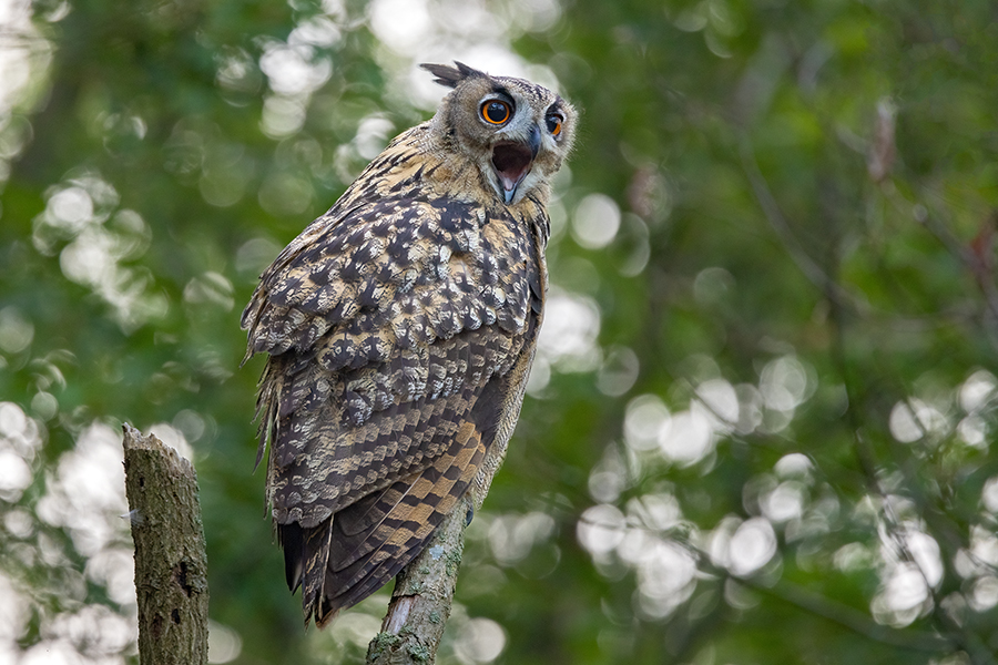 Uhu - Bubu bubo, Eulen, Eule, Sachsen, Grimma, Muldental, www.richter-naturfotografie.de, Strigiformes, Federohren,  Aestling, Aestlinge, Brut

