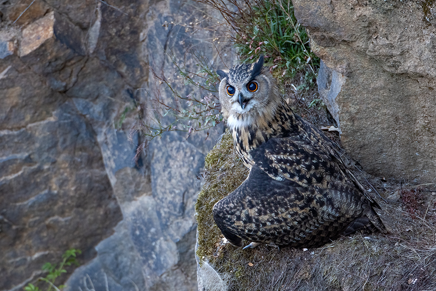 Uhu - Bubu bubo, Eulen, Eule, Sachsen, Grimma, Muldental, www.richter-naturfotografie.de, Strigiformes, Federohren,  Aestling, Aestlinge, Brut