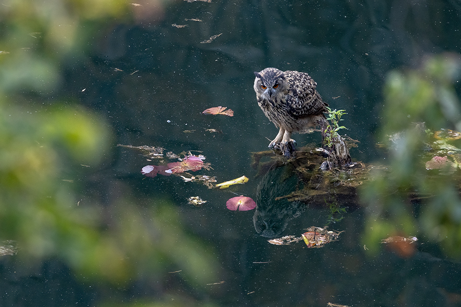 Uhu - Bubu bubo, Eulen, Eule, Sachsen, Grimma, Muldental, www.richter-naturfotografie.de, Strigiformes, Federohren,  Aestling, Aestlinge, Brut