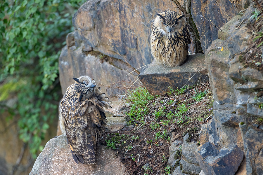Uhu - Bubu bubo, Eulen, Eule, Sachsen, Grimma, Muldental, www.richter-naturfotografie.de, Strigiformes, Federohren,  Aestling, Aestlinge, Brut