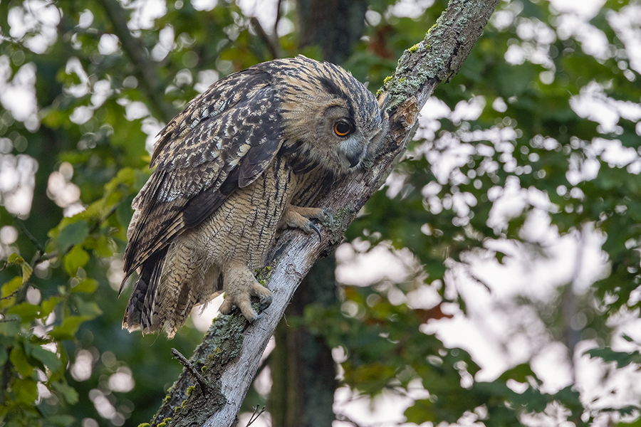 Uhu - Bubu bubo, Eulen, Eule, Sachsen, Grimma, Muldental, www.richter-naturfotografie.de, Strigiformes, Federohren,  Aestling, Aestlinge, Brut