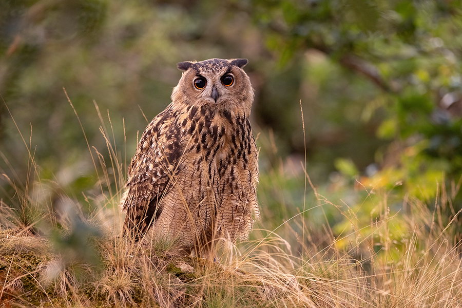 Uhu - Bubu bubo, Eulen, Eule, Sachsen, Grimma, Muldental, www.richter-naturfotografie.de, Strigiformes, Federohren,  Aestling, Aestlinge, Brut